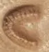 Hoof print