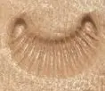 Croissant looking thing