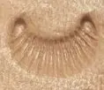 Croissant looking thing