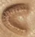 Hoof print