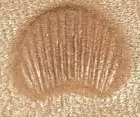 Scallop
