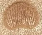 Scallop